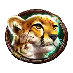 Cheetah